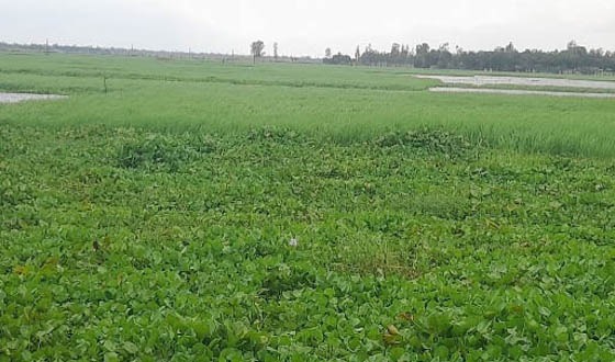 কচুরিপানায় ঢাকা পড়েছে গাজনার বিল, আমন ধানের ফলন বিপর্যায়ের আশঙ্কা