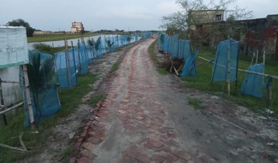 আশাশুনির টেংরাখালী স্কুলের পাশের সড়কে নির্বিচারে বৃক্ষ নিধন