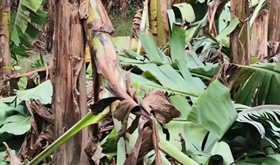 শৈলকুপায় শত্রুতার জেরে কেটে ফেলা হলো কৃষকের কলাগাছ