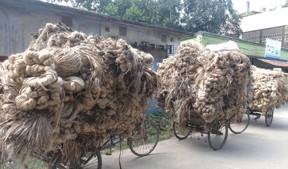 ফিরেছে পাটের সুদিন, ভালো দামে খুশি কৃষক