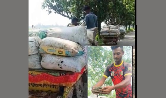 জীবিকার তাগিদে শামুক তুলে বিক্রি করছেন মৎস্য জীবিরা