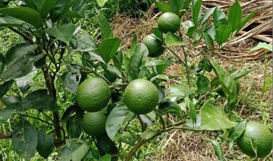 মাল্টা চাষে সফল শ্রীমঙ্গলের আতর আলী