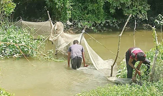নিষিদ্ধ জাল নেটাপাটায় ধবংস হচ্ছে দেশীয় মাছ