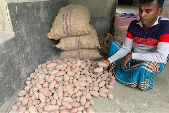 খাবার আলু বিতরন আগৈলঝাড়ায়