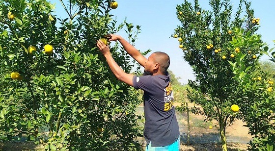 পীরগঞ্জে কমলা-মাল্টা চাষেই স্বাবলম্বী মাইনুল