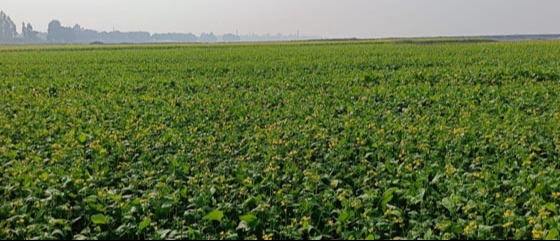 পোরশায় ৮হাজার হেক্টর সরিষা চাষ