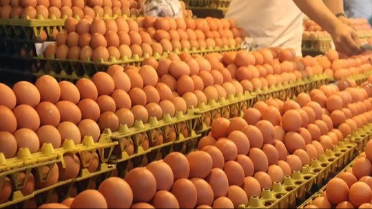 অস্থির বাজার সামাল দিতে বিপুল পরিমাণ ডিম আমদানির উদ্যোগ