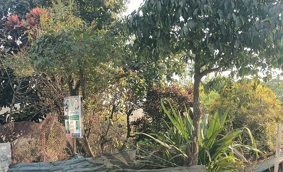 প্রশাসনের নির্দেশে সরিয়ে ফেলা হলো বাগানের ফুল  গাছ