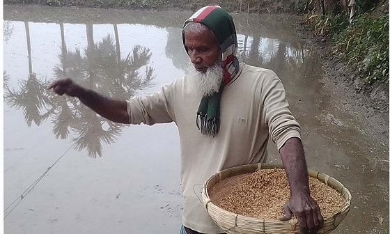 কাহারোলে ধানের বীজ তলা তৈরিতে ব্যস্ত কৃষকরা