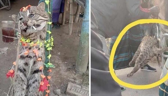 কালীগঞ্জে বিড়াল হত্যা মামলা গ্রেফতার ২ জন