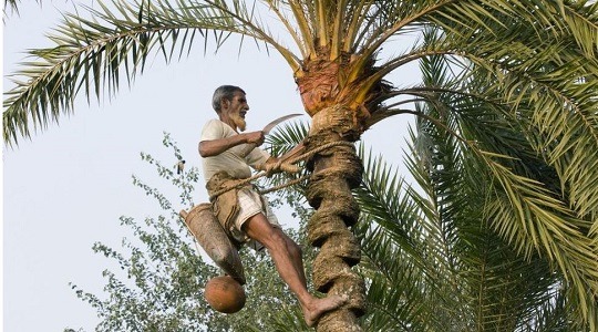 খেজুরের রস খাওয়ার আগে যেসব বিষয় লক্ষ রাখতে হবে