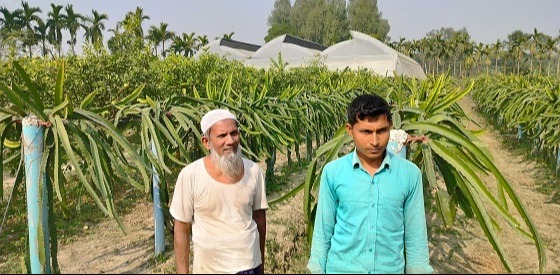 মান্দায় ফলদ বাগানে সফলচাষি হারুন