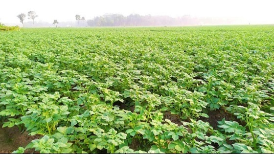 বালুচরে সবুজ ফসলের ঝিলিক