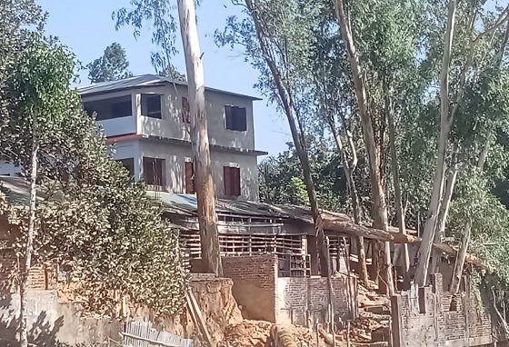 ইসলামপুর মাদ্রাসার গাছ কেটে ফেলেছে দূর্বৃত্তরা