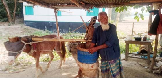 চিরিরবন্দরে তেলের ঘানি টানছে ঘোড়া