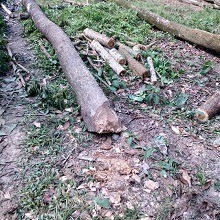 চাঁদপুরে  জোড়পূর্বক গাছ কেটে নেয়ার অভিযোগ