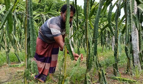 মহেশপুরে দুই কৃষকের ড্রাগণ ও পেয়ারা বাগান কেটে সাবাড়