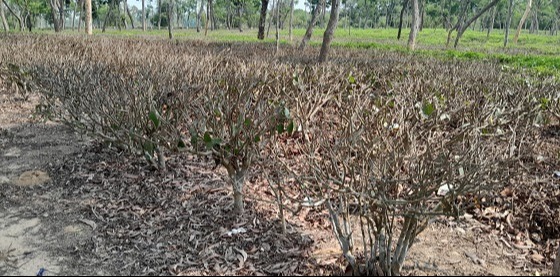 খরার কবলে মৌলভীবাজারের চা শিল্প: উৎপাদন ব্যহত হবার আশংকা