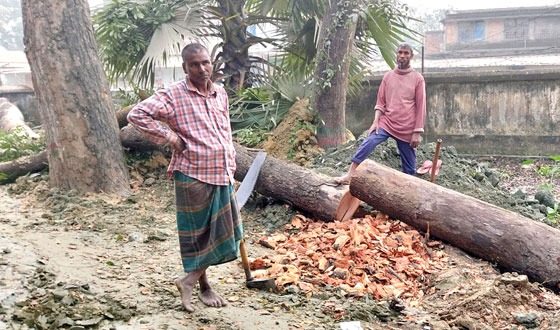মহাদেবপুরে সরকারি গাছ চুরি : শনাক্ত হলেও চোর ধরা হচ্ছেনা