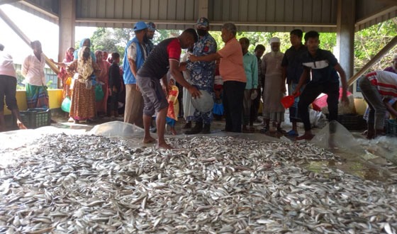 মতলবে ট্রলারযোগে পাচারকালে ৫ টন জাটকা ইলিশ জব্দ