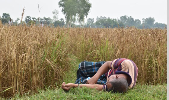 পোরশায় এক কৃষকের ধান কীটনাশক দিয়ে নষ্ট করেছে দূর্বৃত্তরা