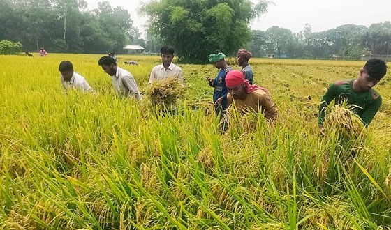 বৈরী আবহাওয়ায় দুশ্চিন্তায় কৃষক, নন্দীগ্রামে আগাম জাতের ধান কাটা শুরু