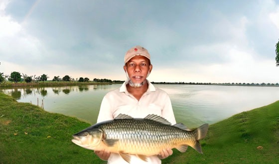 মৎস্য চাষে সফল উদ্যোক্তা আলিমকে দেখে অন্যরাও ঝুকছেন মৎস্য চাষে