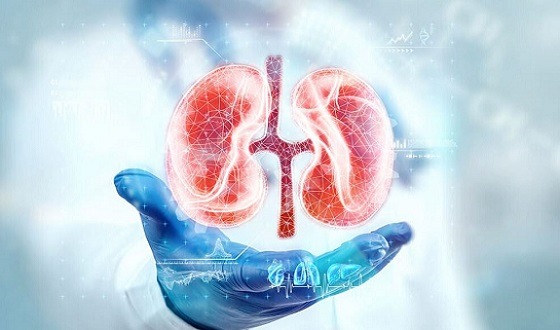 কিডনি সুস্থ রাখার জন্য যা যা খাবেন