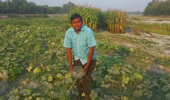চিরিরবন্দরে আত্রাই নদীর চরে কুমড়া চাষে লাভবান চাষি
