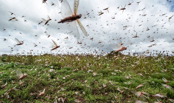 পবিত্র কোরআনে পঙ্গপাল নিয়ে কিয়ামতের ইঙ্গিত