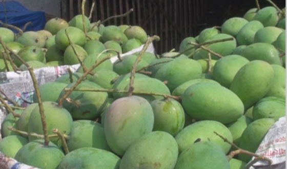 সাতক্ষীরায় অপরিপক্ক ও রাসায়নিক মেশানো আম বাজারজাতকরণ প্রতিরোধে কঠোর প্রশাসন