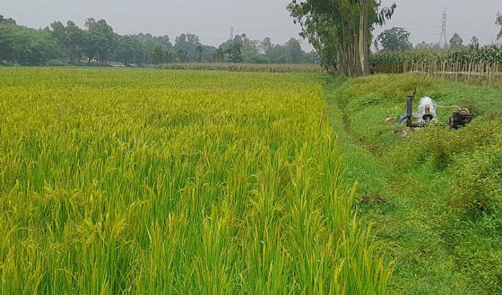 চিরিরবন্দরে খরস্রোতা ইছামতির বুকজুড়ে বোরো চাষ