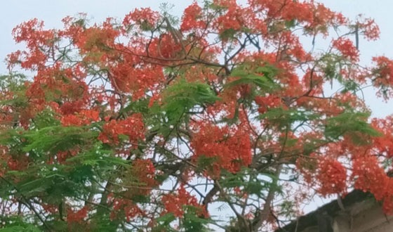 কৃষ্ণচূড়ার লাল ফুলে রঙিন শ্রীমঙ্গলের প্রকৃতি