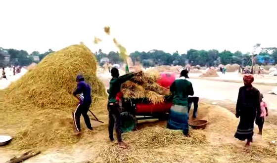 কিশোরগঞ্জের হাওরে ধান কাটা শুরু