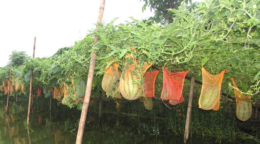 চিতলমারীতে তরমুজ চাষে কৃষকের মুখে হাঁসির ঝিলিক