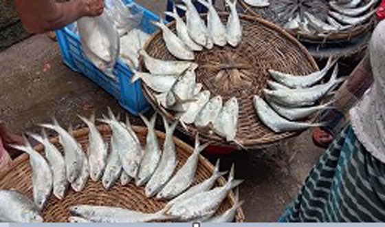 ইলিশের শহর বরিশালে ইলিশের আকাল
