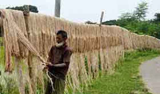 কাহারোলে পাটের বাম্পার ফলন ভাল দাম পেয়ে পাট চাষীরা খুশী