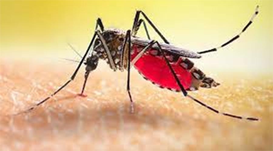 ডেঙ্গু পরিস্থিতি: নতুন প্রাণহানি নেই, আক্রান্ত ২৩ হাজার ছাড়াল