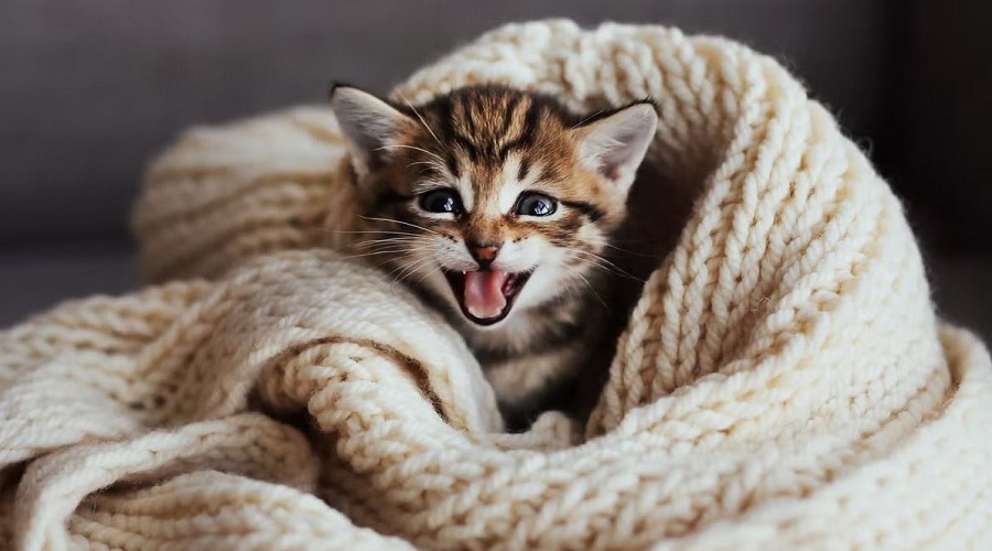 পোষা বিড়ালের যত্ন: সঠিক খাবার থেকে স্বাস্থ্যবিধি, জেনে নিন সব