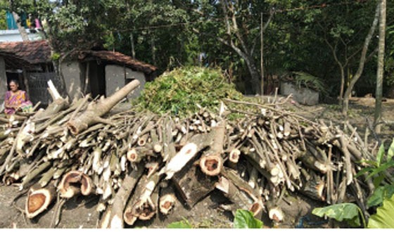 আশাশুনির মহিষাডাঙ্গায় সরকারী গাছ বিক্রয়ের অভিযোগ