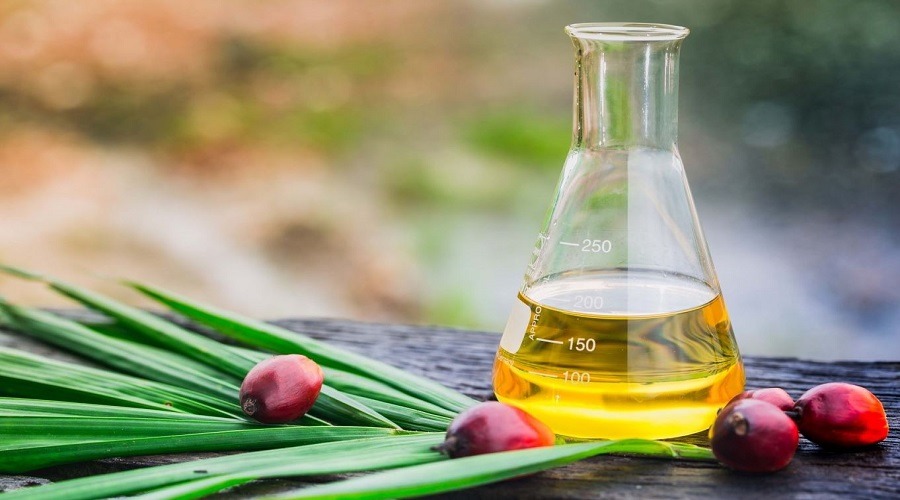 চুলের যত্নে ব্যবহার করতে পারেন পাম অয়েল