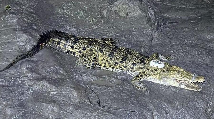 স্যাটেলাইট বিকল, অদৃশ্য সুন্দরবনের পাঁচ কুমির