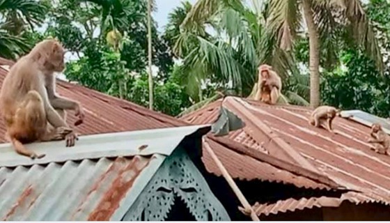 বানরের অত্যাচারে অতিষ্ঠ হোসেনপুর পৌরবাসী