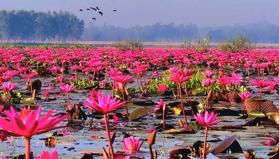 শ্রীমঙ্গলের লাল শাপলার বিলে প্রতিদিন হাজারো পর্যটকের ঢল