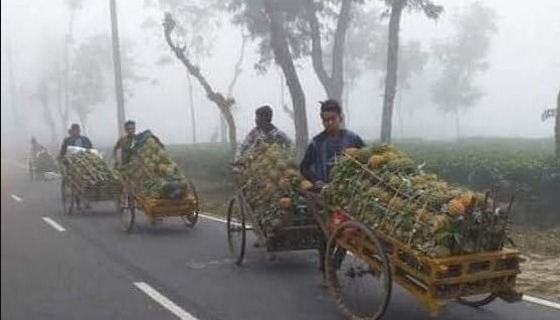 শ্রীমঙ্গলে জেঁকে বসেছে শীত: দেশের সর্বনিম্ন তাপমাত্রা ১২ ডিগ্রি সেলসিয়াস রেকর্ড