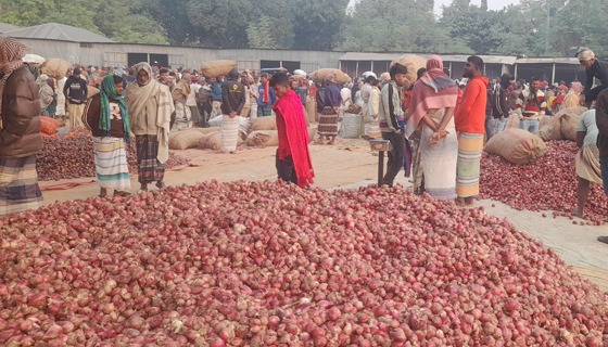 সুজানগরে উঠা শুরু হয়েছে মুড়িকাটা পেঁয়াজ