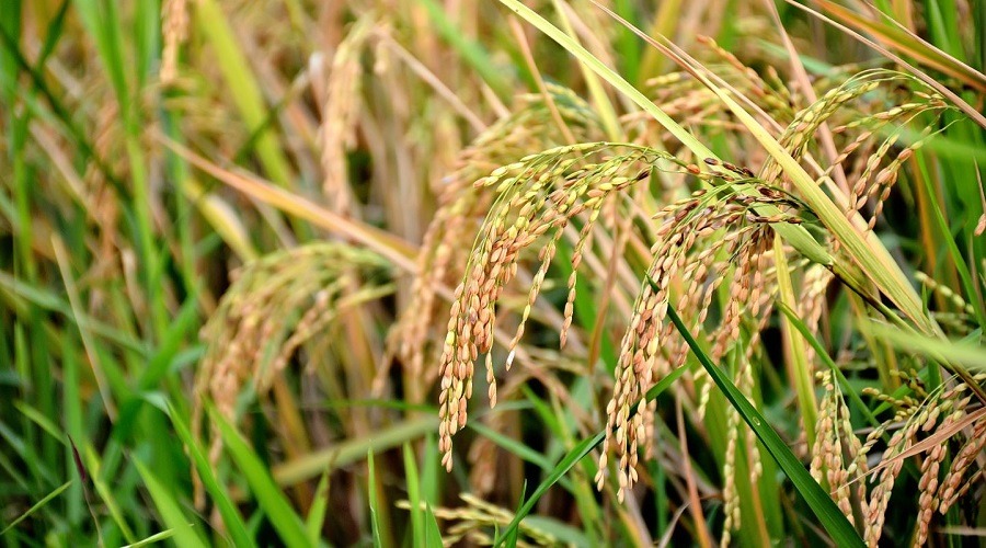 ধানের দাম কমে যাওয়ায় লোকসানের শঙ্কায় কৃষক
