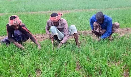 পেঁয়াজ রোপনে সারের কৃত্রিম সংকট: ফলন বিপর্যয়ের শঙ্কা