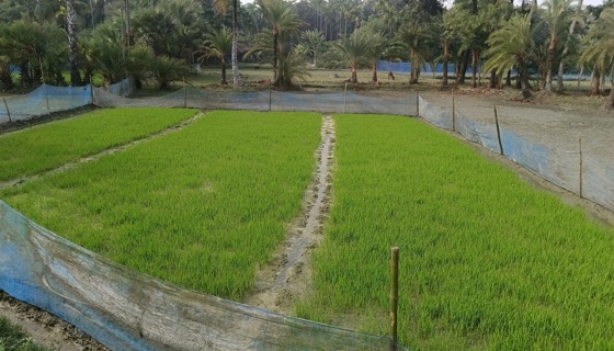 আমন ধান ঘরে তুলতেই চলছে বোরো আবাদ