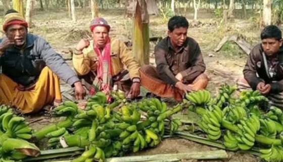দুর্বৃত্তরা লীজ নেওয়া জমির শতাধিক কলার কাঁন্দি কেটে দিয়েছে